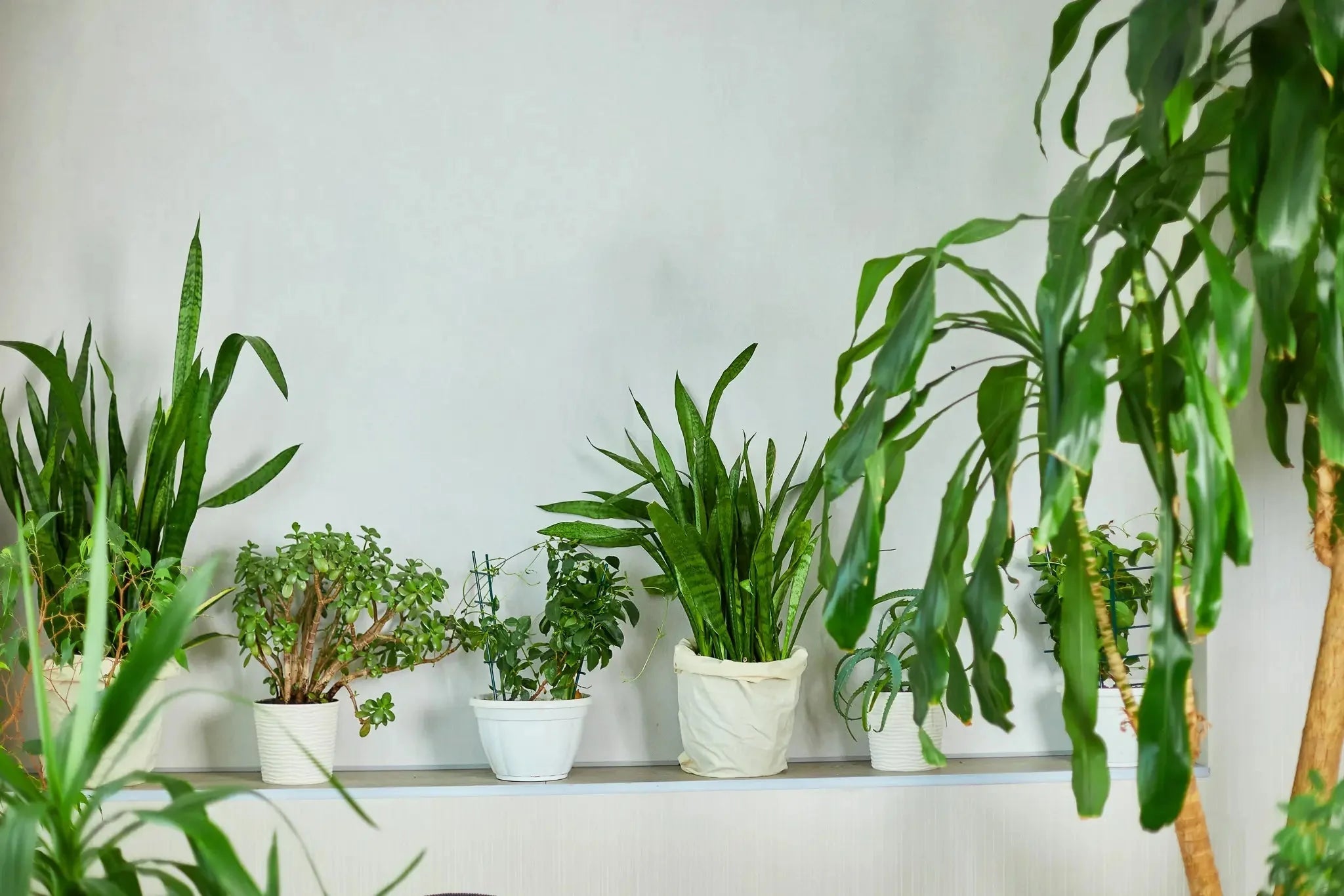 Is Seaweed Fertiliser Right for All Indoor Plants? A Closer Look - AquaCulture