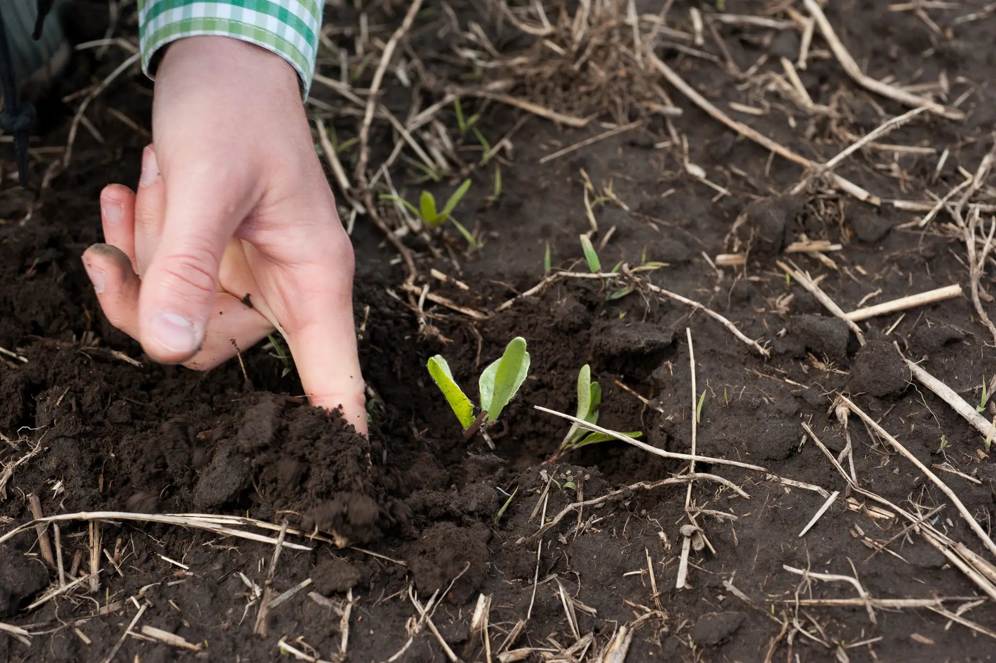 Seaweed Fertiliser: A Natural Boost for Healthier Plants, Soil, and Gardens - AquaCulture