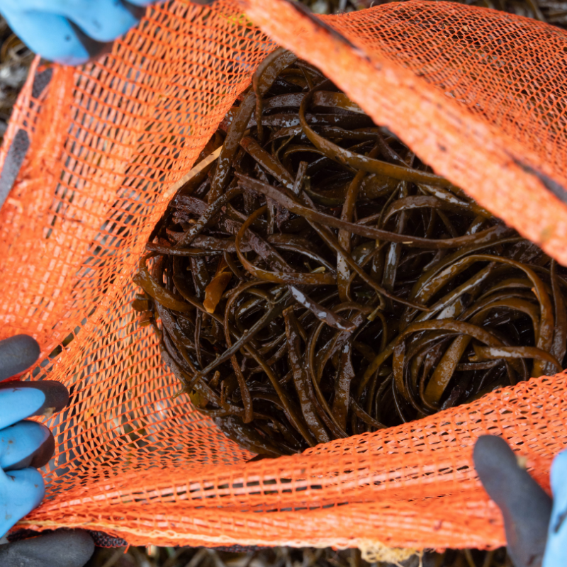 AquaCulture
