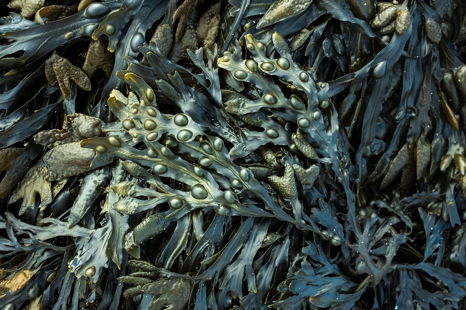 AquaCulture